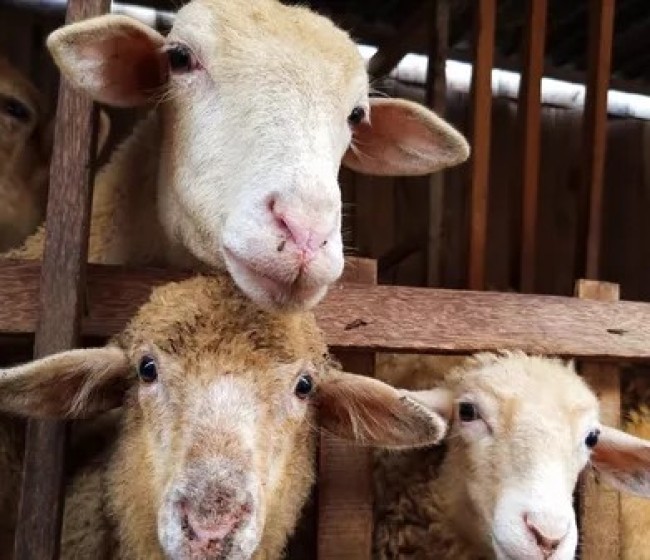 La EFSA observa problemas de bienestar animal en el sacrificio de ovejas y cabras