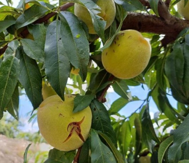 Murcia, Enesa y Agroseguro acuerdan un nuevo módulo de seguro agrario que beneficiará a los agricultores de fruta de hueso