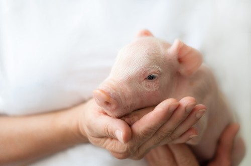 MSD Animal Health lanza la primera vacuna atenuada frente al rotavirus porcino
