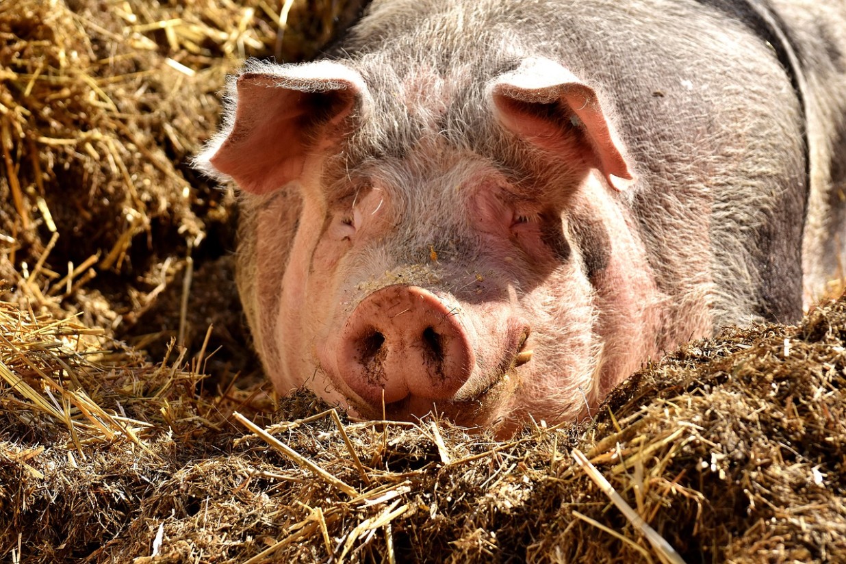 Detectado un nuevo foco de PPA en porcino doméstico en una zona libre de Alemania