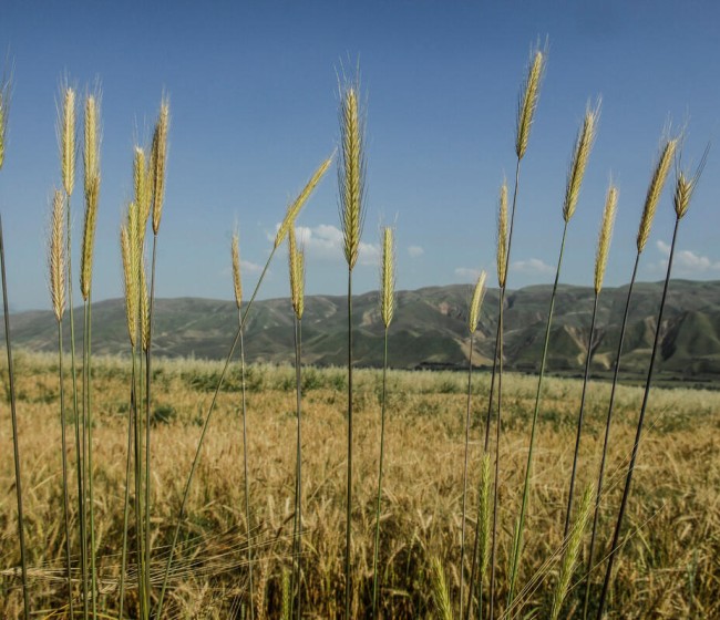 La FAO espera una producción mundial de cereales de 2.846 Mt en 2024/25 a la similar a la anterior