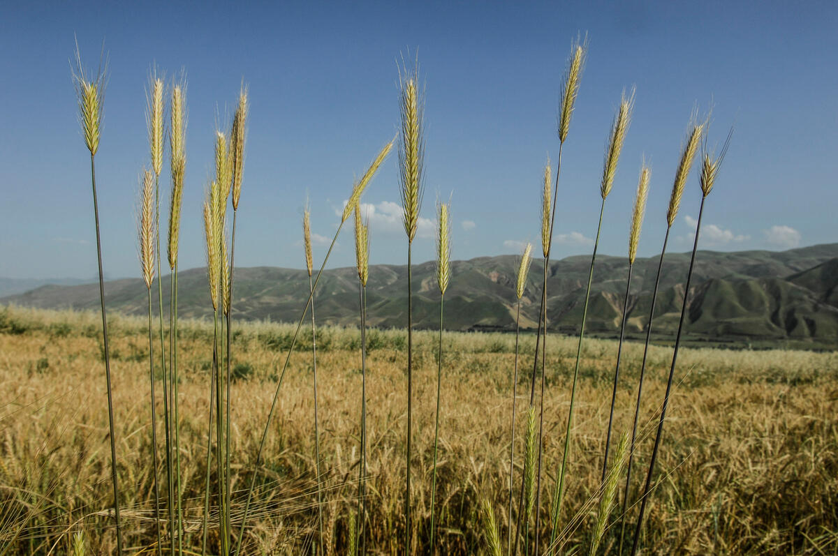 La FAO espera una producción mundial de cereales de 2.846 Mt en 2024/25 a la similar a la anterior