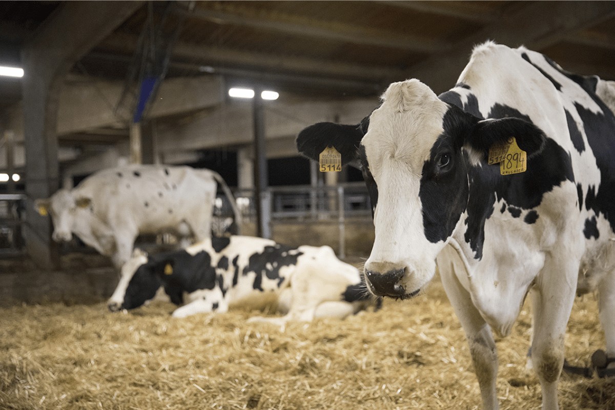 El precio medio en origen de la leche de vaca en España bajó de 0,50 €/l en abril