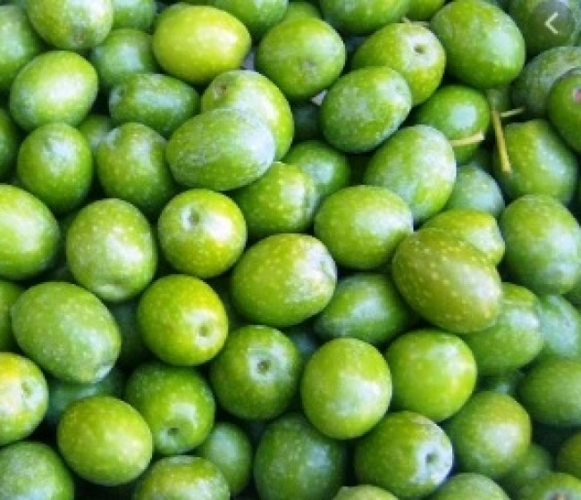 Un agosto cálido y seco deja una previsión de producción de 492.000 toneladas de aceituna de mesa