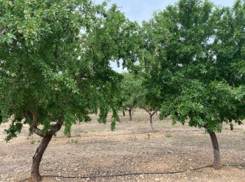 Impacto de una primavera cálida y seca en el tamaño de la almendra