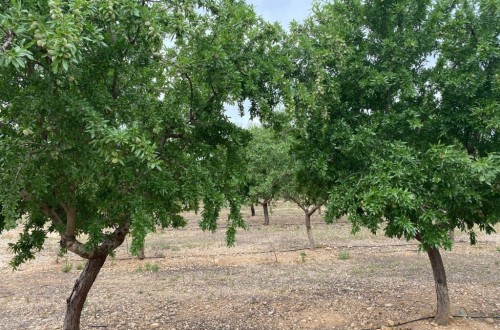 Impacto de una primavera cálida y seca en el tamaño de la almendra