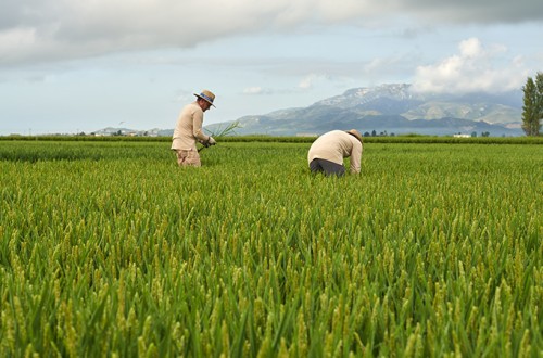 Cooperativas Agro-alimentarias pide un plan de choque a la CE para mantener el cultivo del arroz