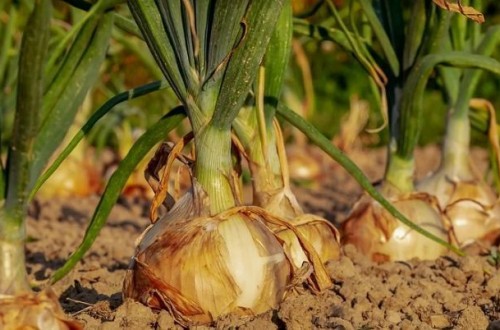Asaja exige mayores controles para el cumplimiento de la Ley de la Cadena Alimentaria en el cultivo de la cebolla