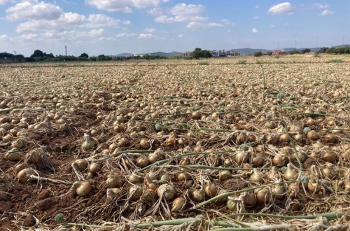 La Unió cuantifica las pérdidas para los productores de cebolla de la Comunitat Valenciana en más de 25 millones
