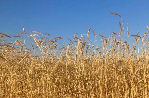 El día 15 finaliza el plazo para asegurar la cosecha de cereales de invierno frente al pedrisco