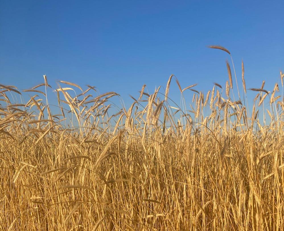 La cosecha de cereales de invierno podría alcanzar los 15,7 millones de toneladas, según Asaja