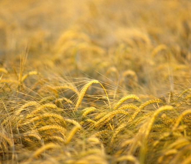 Asaja, COAG y UPA convocan una concentración frente a la Delegación del Gobierno en Castilla y León el viernes en defensa de la agricultura cerealista