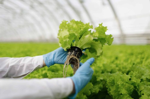 Propuesta para usar virus atenuados en la mejora cualitativa de los cultivos agrícolas