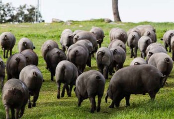 Efectos del zinc en la fermentación intestinal de cerdos ibéricos sometidos a estrés por calor