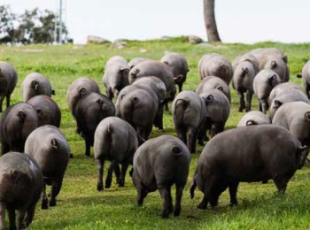 Efectos del zinc en la fermentación intestinal de cerdos ibéricos sometidos a estrés por calor