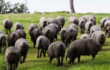 Efectos del zinc en la fermentación intestinal de cerdos ibéricos sometidos a estrés por calor