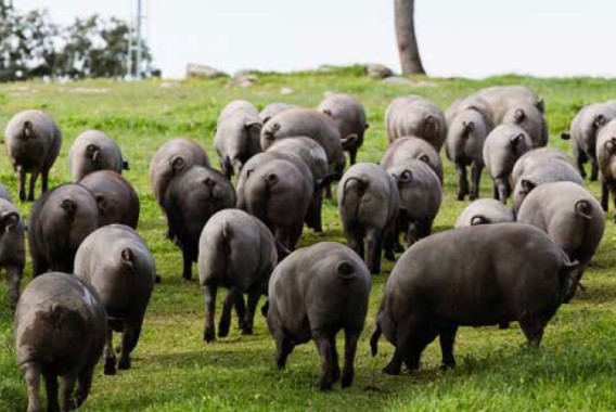 Efectos del zinc en la fermentación intestinal de cerdos ibéricos sometidos a estrés por calor