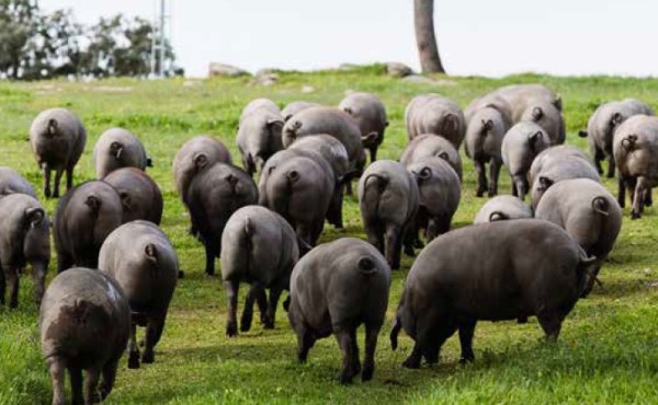 Efectos del zinc en la fermentación intestinal de cerdos ibéricos sometidos a estrés por calor