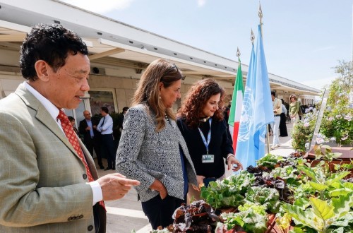 Un nuevo huerto hidropónico de la FAO y La Sapienza abre la vía a la experimentación sobre la agricultura sin suelo