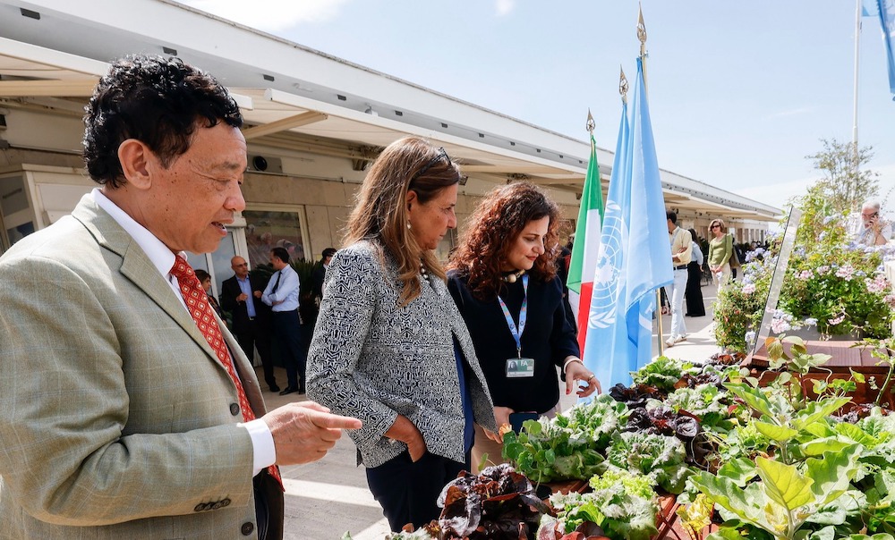 Un nuevo huerto hidropónico de la FAO y La Sapienza abre la vía a la experimentación sobre la agricultura sin suelo