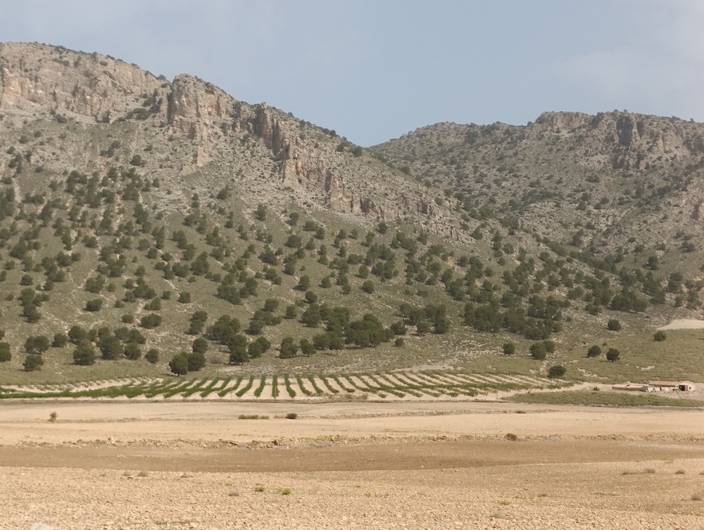 Murcia inicia el pago de 4,5 millones a 1.237 agricultores con cultivos en zonas de montaña o con limitaciones naturales