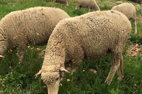 Asaja Ciudad Real pide un sistema de retirada urgente de la lana acumulada