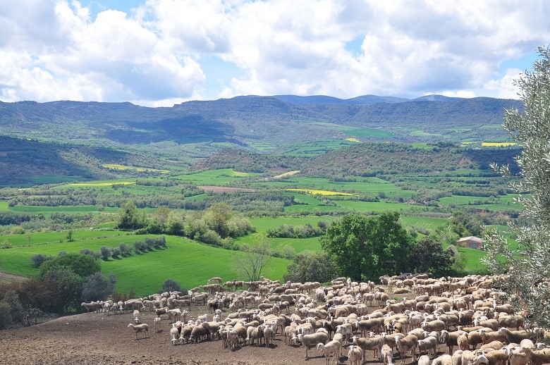 Confirmado foco de «Lengua azul» del serotipo 8 en una explotación de ovino en Girona