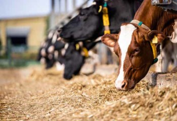 La paja de cereales en la alimentación del vacuno de leche