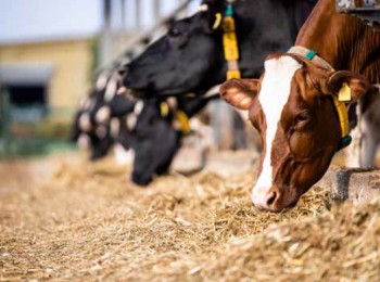 La paja de cereales en la alimentación del vacuno de leche