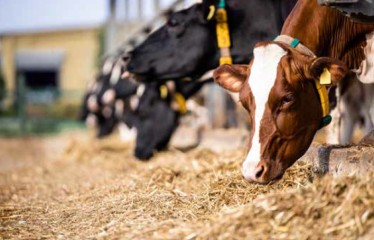 La paja de cereales en la alimentación del vacuno de leche