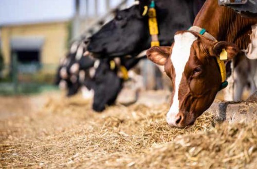 La paja de cereales en la alimentación del vacuno de leche