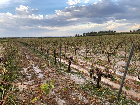 El pedrisco deja en Castilla-La Mancha 5.000 hectáreas de cultivo afectadas