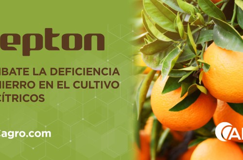 Pepton, la alternativa de APC Agro a los quelatos de hierro contra la clorosis férrica en cítricos