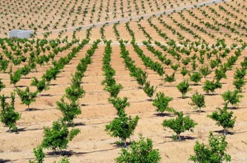 Landa Fund, nuevo fondo de capital riesgo de Bankinter y Nuveen para invertir en el agro de la Península Ibérica