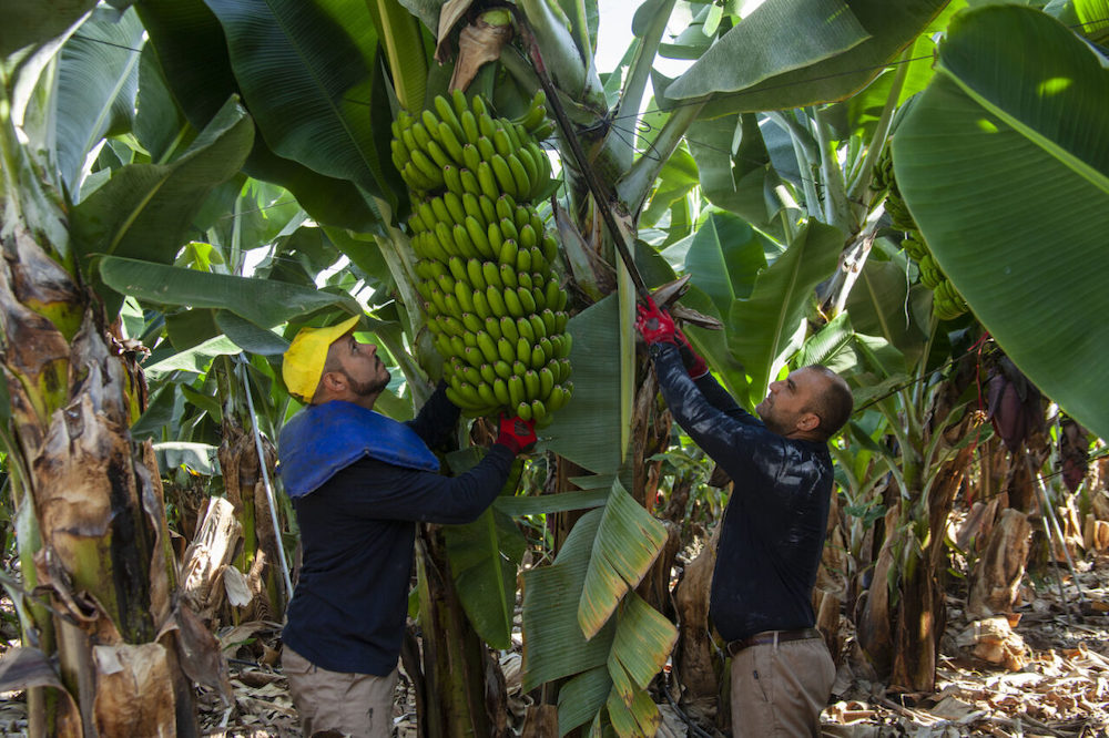Parte de la demanda de Plátano de Canarias no es atendida por las adversidades meteorológicas