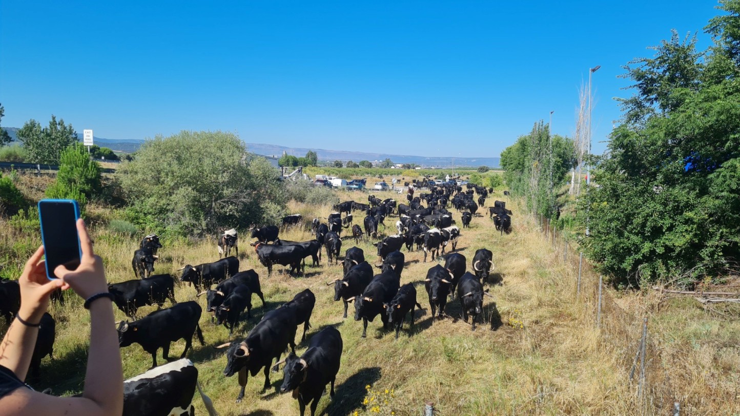 La Real Asociación de Raza Avileña-Negra y la IGP Carne de Ávila en pro de la trashumancia