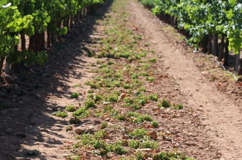 MAPA y CC.AA. deberán reorientar 51,7 M€ de la ISV para financiar la cosecha en verde y la destilación de crisis del vino