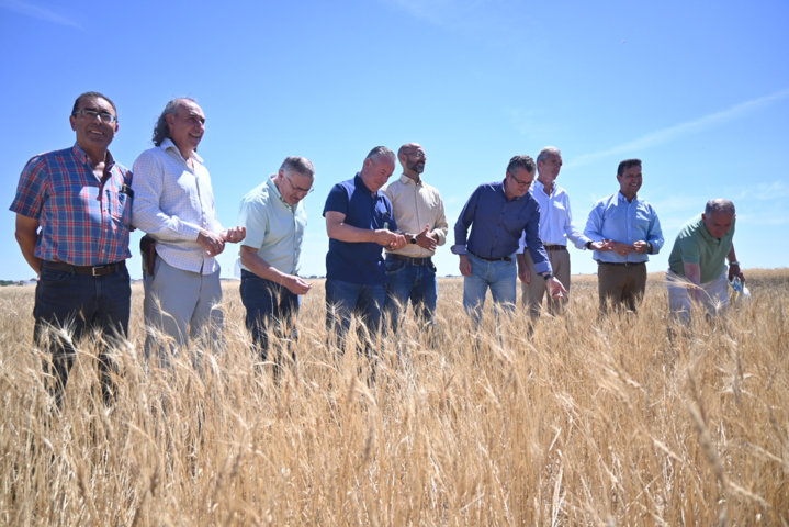 Castilla y León, el granero de España, prevé 6,4 Mt de cosecha de cereales de invierno en 2024/25