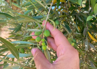 Agrimobi Olive-Total, la solución de ICL a la alta demanda de nutrientes del olivar