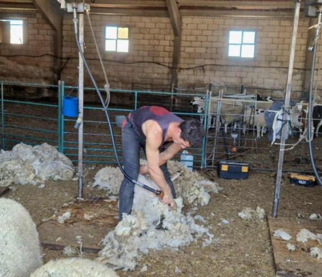 El Gobierno de Aragón recogerá gratuitamente la lana de los ganaderos de ovino para su gestión como fertilizante
