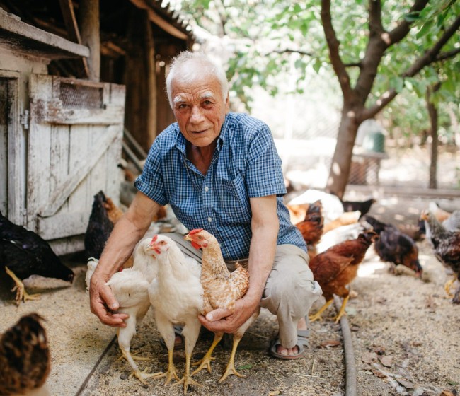 Revista “Nature”: el virus de la gripe aviar H5N1 puede transmitirse entre mamíferos desde leche de vaca contaminada