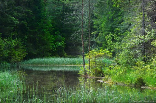 El Reglamento comunitario de Restauración de la Naturaleza entrará en vigor el próximo 19 de agosto