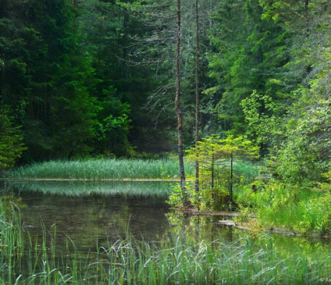 El Reglamento comunitario de Restauración de la Naturaleza entrará en vigor el próximo 19 de agosto