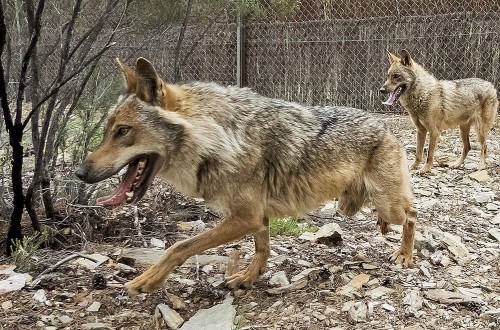 La UE valida la propuesta y aprueba la rebaja del estatus del lobo a «protegido» pese a la oposición de Irlanda y España