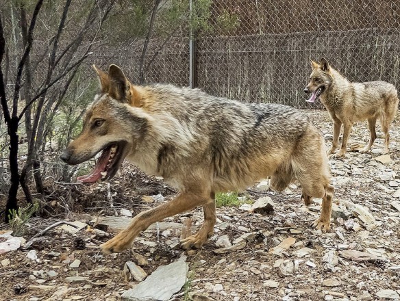 La Justicia Europea avala la prohibición de caza del lobo salvo graves daños económicos