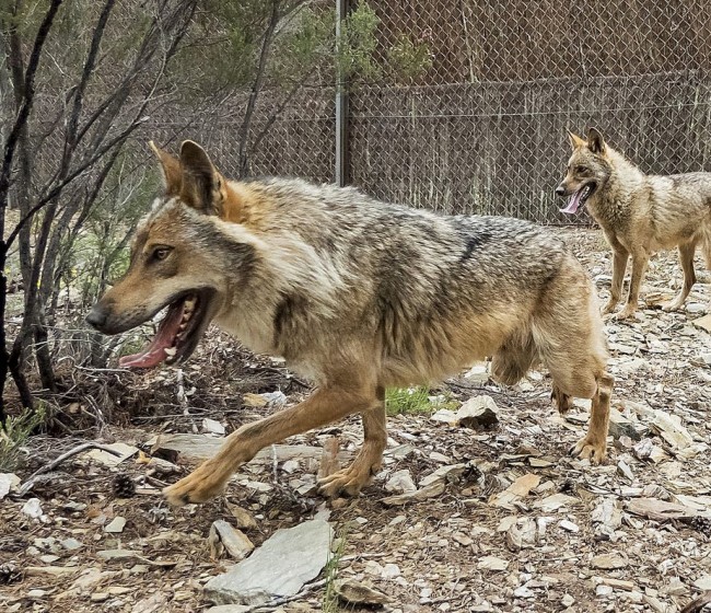 La Justicia Europea avala la prohibición de caza del lobo salvo graves daños económicos