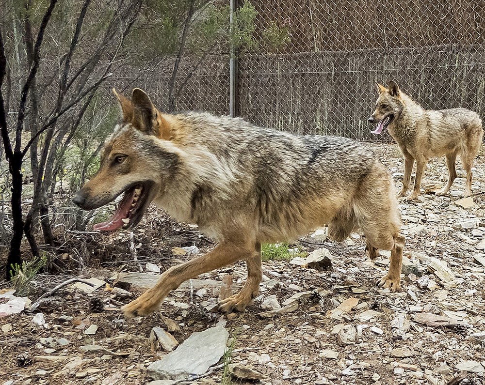 La Justicia Europea avala la prohibición de caza del lobo salvo graves daños económicos