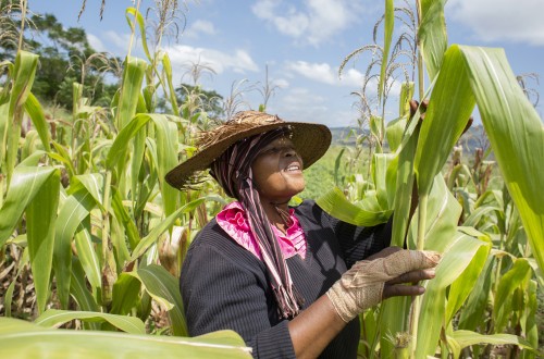 La FAO prevé que la producción mundial de cereales alcance con 2.854 Mt su máximo histórico