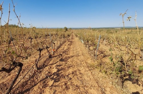Más de un millón de hectáreas aseguradas de cultivos con siniestros en el primer semestre de 2024
