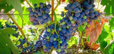 Ribera del Duero cierra la vendimia con 95 millones de kilos, un 20% menos que en 2023